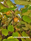 Kivi, Actinidia chinensis, Kert, kert�p�t�s